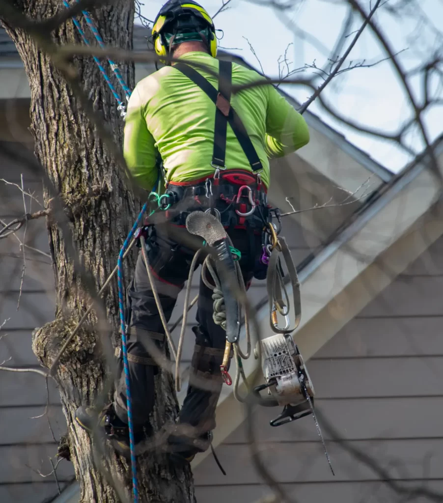 tree service digital marketing agency 1.0