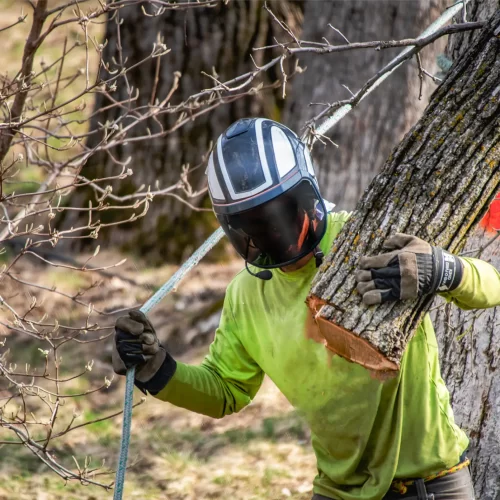 tree service advertising ideas