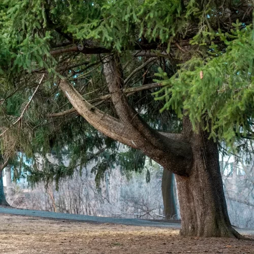 tree service leads